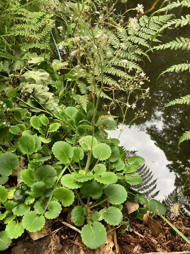 Saxifraga × polita, photograph 1
