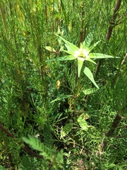 Euphorbia schiedeana