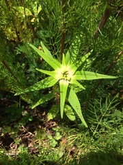 Euphorbia schiedeana