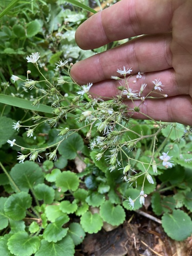 Saxifraga × polita, photograph 3