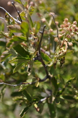 Holodiscus discolor glabrescens