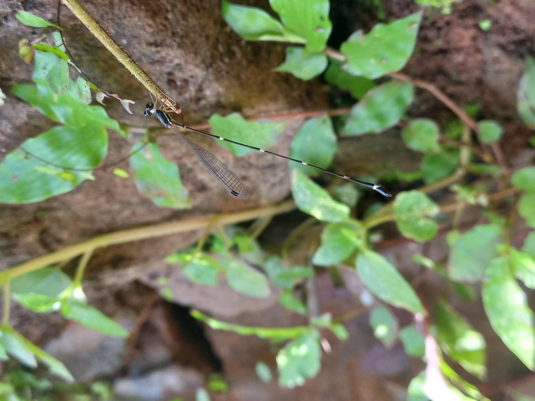 Pied Shadowdamsel