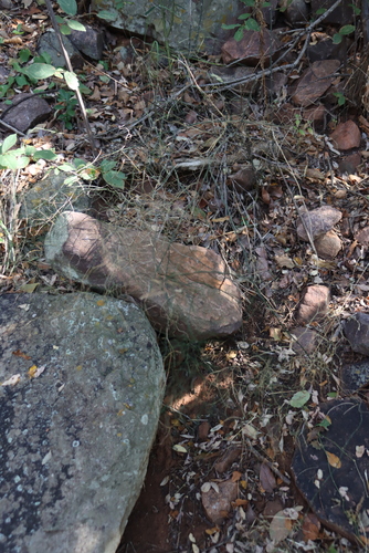 Wide-branch Asparagus (Asparagus divaricatus)