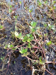 Ludwigia peploides montevidensis