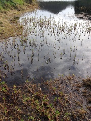 Ludwigia peploides montevidensis