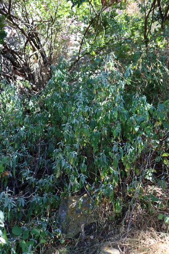 Sunbird Bush (Metarungia longistrobus)