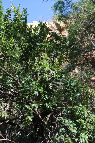 Venda Bushwillow (Combretum vendae)