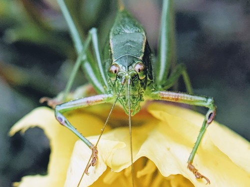 Fork-tailed Bush Katydid, West Cambridge, Cambridge, MA, USA, photo 9 of 10
