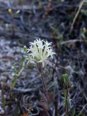 Chaenactis macrantha