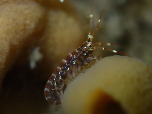 Ericthonius brasiliensis observed 2025-06-05