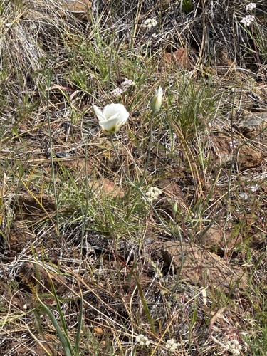 Howell's mariposa lily (Calochortus howellii)