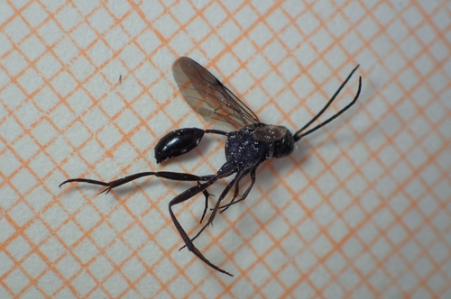 Zeuxevania splendidula