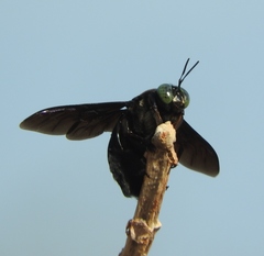 Xylocopa perforator