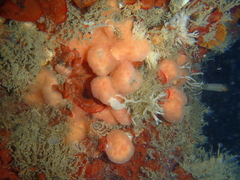 Cystodytes lobatus