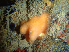 Cystodytes lobatus