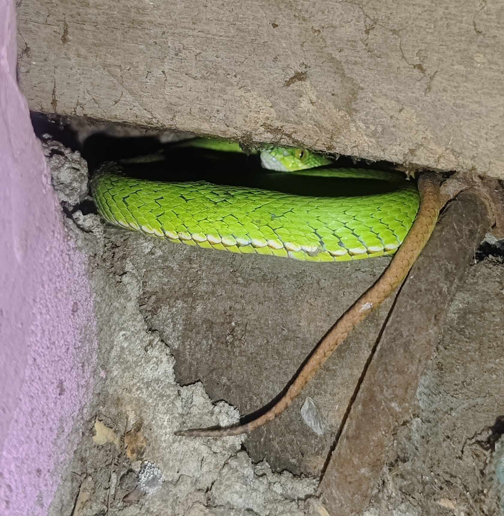 Red-tailed bamboo pit viper