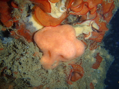 Cystodytes lobatus