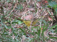 Myiothlypis bivittata