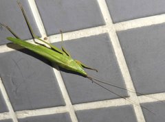 Euconocephalus nasutus