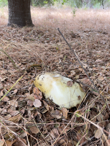 iNaturalist observation photo of Deathcap