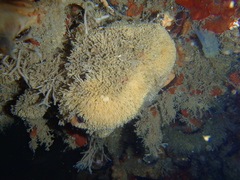 Crisulipora