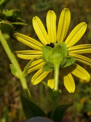 Silphium perplexum