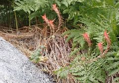 Castilleja miniata oblongifolia