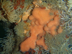 Cystodytes lobatus