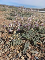 Astragalus layneae