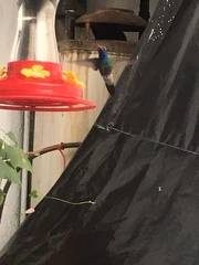 Cynanthus latirostris