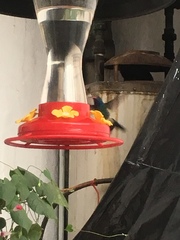 Cynanthus latirostris