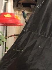 Cynanthus latirostris