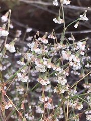 Eriogonum cernuum