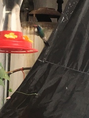 Cynanthus latirostris