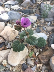 Phacelia calthifolia