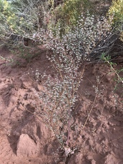 Eriogonum cernuum