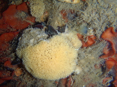 Crisulipora