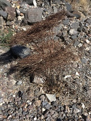 Eriogonum rixfordii