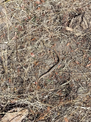 Big Bend Patch-nosed Snake