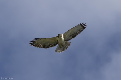 Buteo brachyurus