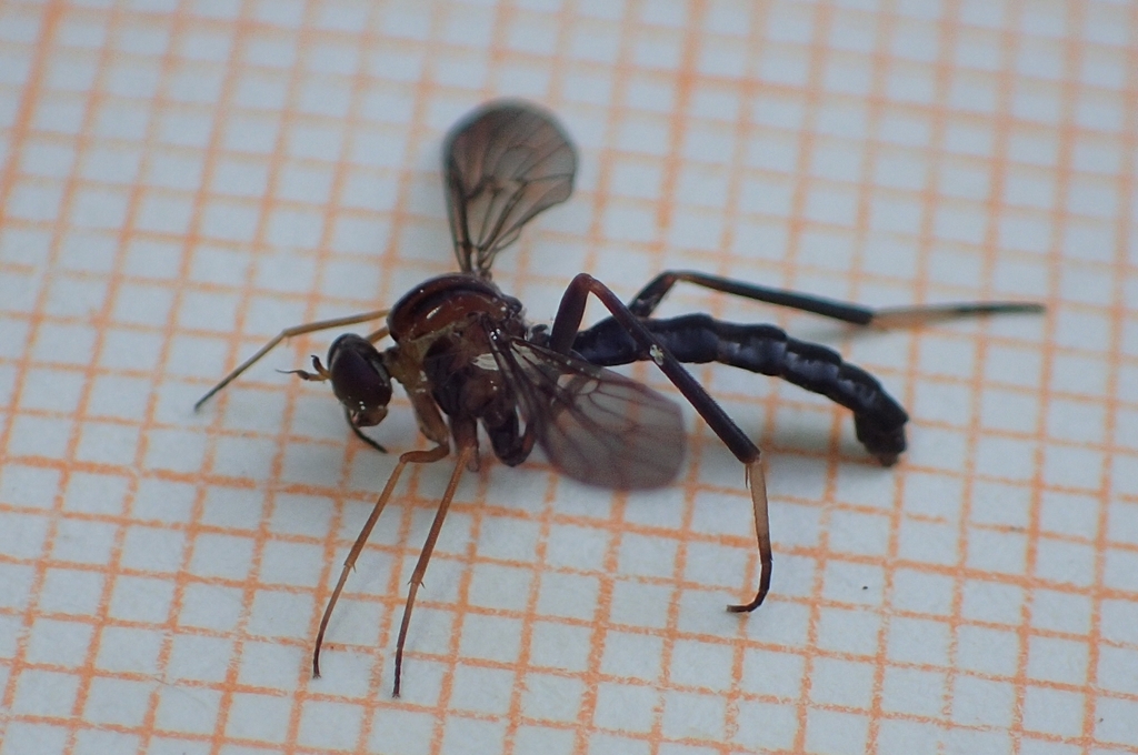 Vermileo nigriventris
