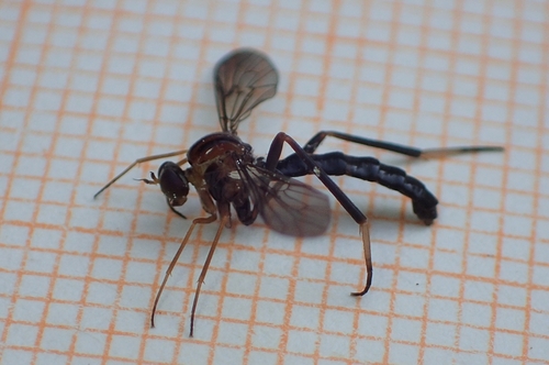 Vermileo nigriventris
