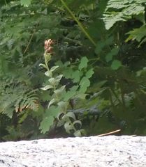 Castilleja miniata oblongifolia