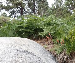 Castilleja miniata oblongifolia
