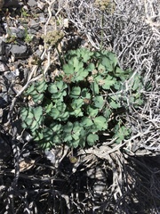 Cymopterus gilmanii