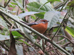 Microspingus erythrophrys
