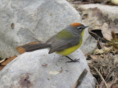 Myioborus brunniceps