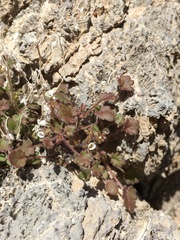 Phacelia rotundifolia