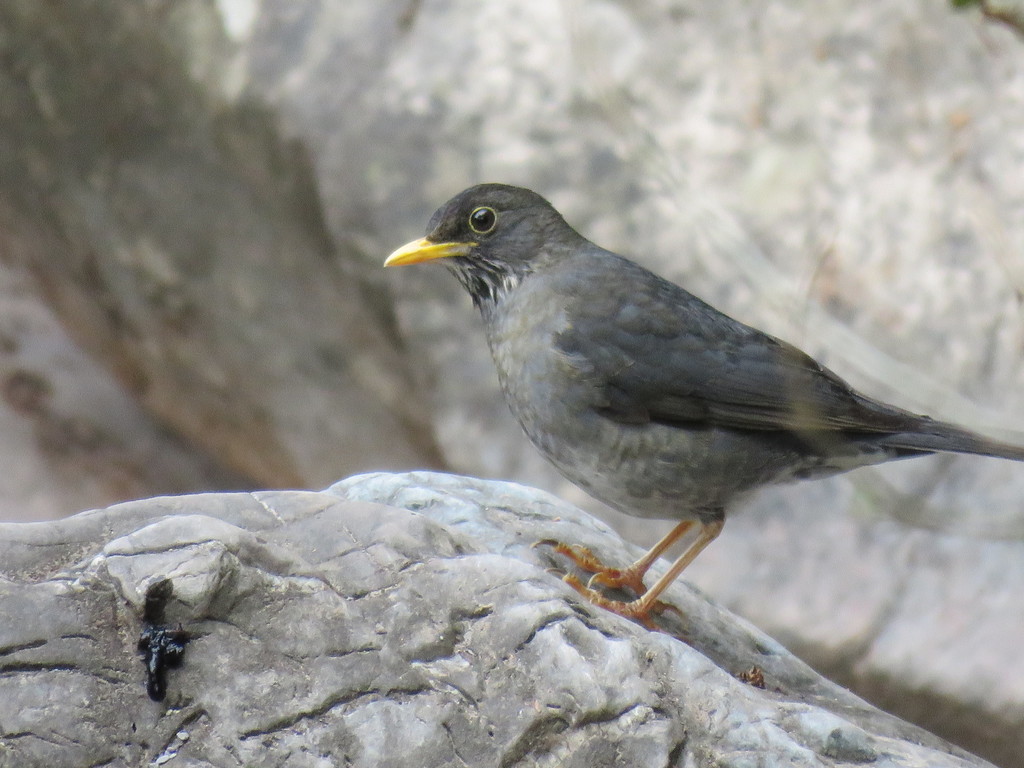 Andean Slaty Thrush photo