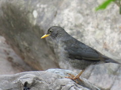 Turdus nigriceps